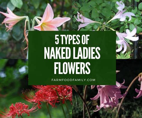 bare naked lady flower|Naked Ladies Flowers: Growing, Care, And Uses 